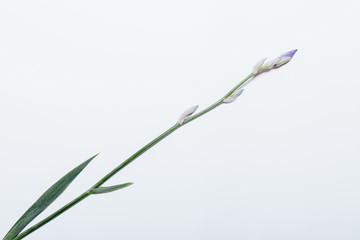 Iris flower lies on white table