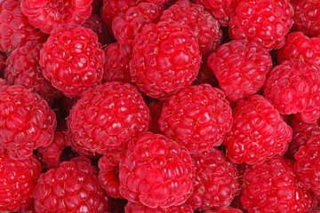 Ripe, red raspberries fill the frame