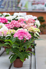 Hydrangea macrophylla