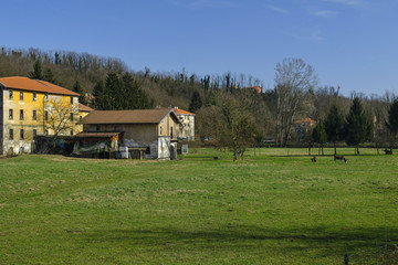 Olona valley (Italy), farm with donkeys