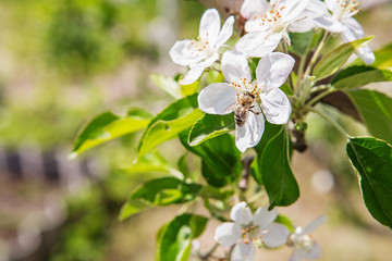 The bee sits on a flower of a bush blossoming apple tree and pollinates him.