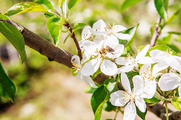 bee on a white flower on a tree