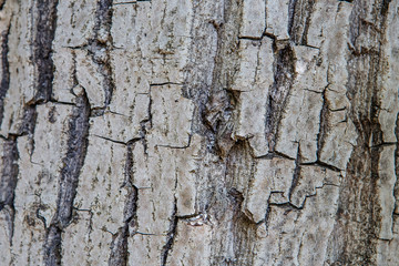 Old Wood Tree Texture Background Pattern