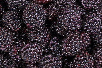 Ripe, purple black raspberries fill the frame