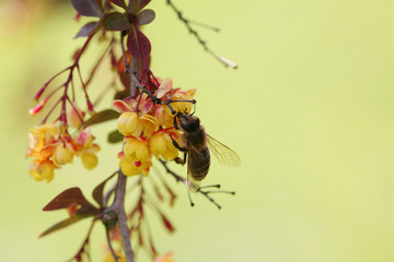 bee on japanese barberry