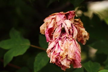 withered flower