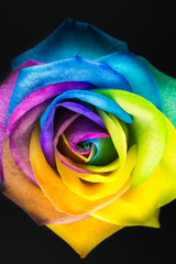 Fototapeta na wymiar Bunte Rose in Regenbogenfarben auf schwarzem Hintergrund