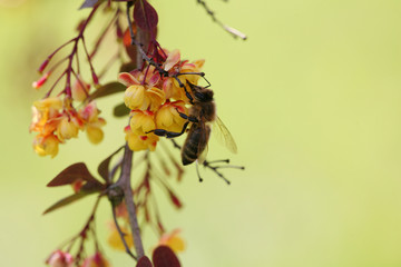 bee on japanese barberry
