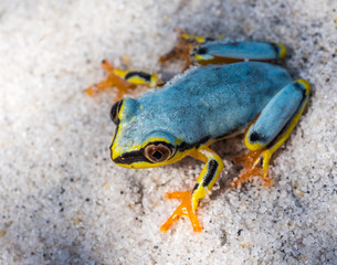 Boophis tree frog of Madagascar
