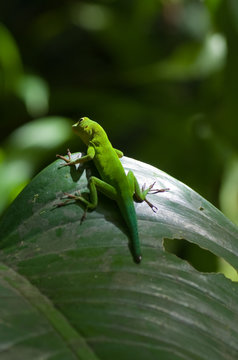 L&eacute;zard vert, zandoli  