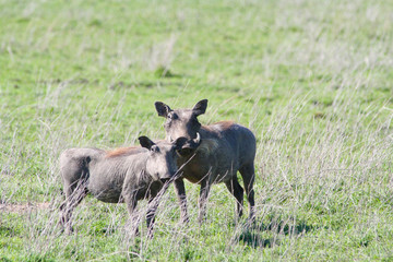 Zwei Warzenschwein in der Steppe von tansania