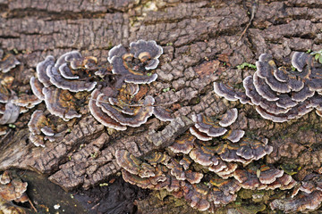 champignons