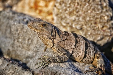 Iguana, Mx