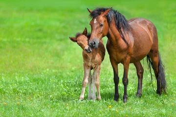 Foto op Plexiglas Paard Merrie met veulen op lente groen veld