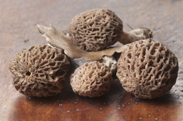 Morel fungus