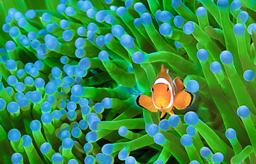 Clownfish, Amphiprion ocellaris