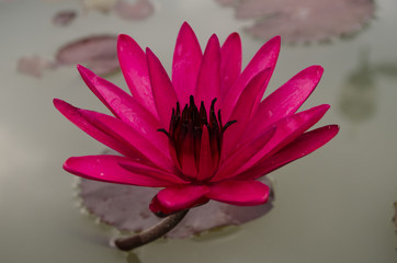 pink Lotus Flower float in the bloom