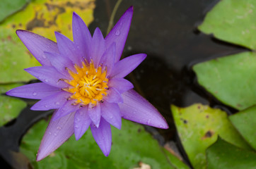 purple Lotus Flower float in the bloom