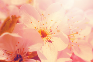 Fototapeta na wymiar Apricot flowers blossom in springtime.