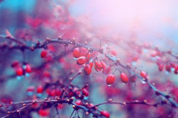 Red barberry with rain drops in fall. Autumn nature background