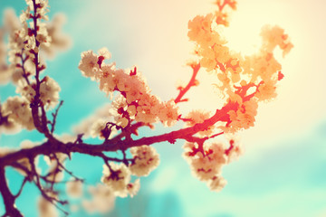 Flowers blossom in spring. Floral background.