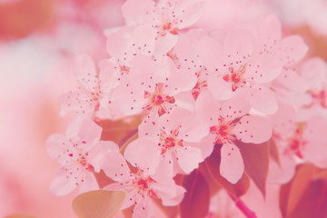 Flowers blossom in spring. Pink floral background.