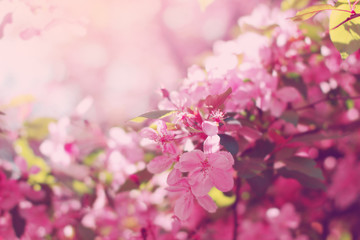 Pink flowers blossom on the tree in spring. Floral background.