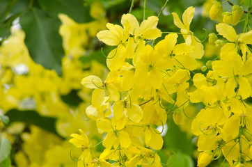 golden rain tree in the garden