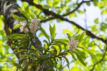 Orchid is growth in the forest thailand