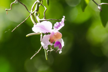 Orchid is growth in the forest thailand