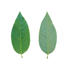 Obraz premium Green leaves of tropical trees in Thailand.