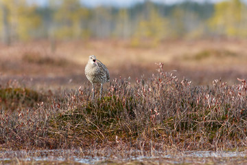 Bird Curlew (Numenius arquata) sings on the swamp.