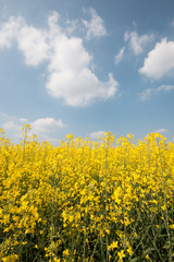 Obraz premium campo di colza fiorita