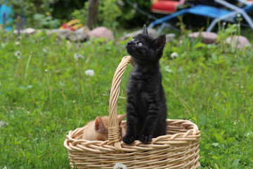 Obraz premium Pets / Kittens / Little kittens play