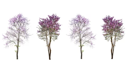 Deurstickers Bomen paarse boom (lagerstroemia) geïsoleerd op een witte achtergrond