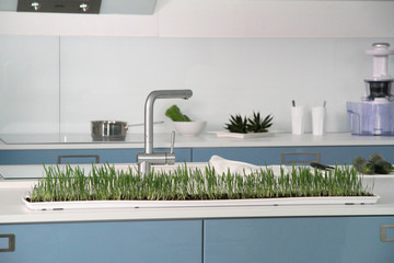 We can see grass growing out from the soil in the classroom. We can also see a sink and beautiful furniture in the room.