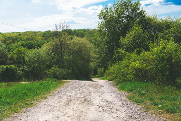 Country road among green trees and nature