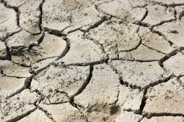 The soil is very dry and cracked. Here, it hasn't been much water recently.