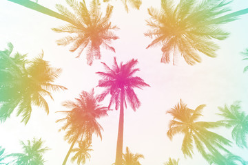Obraz premium Silhouette palm tree with colorful filter for summer background.
