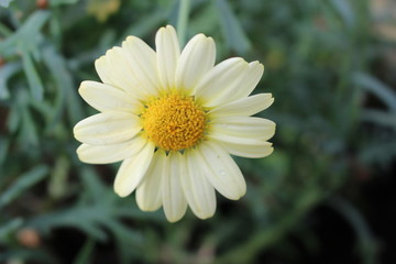 Fototapeta premium Blume