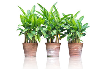 plants (heliconia) in clay pots isolated on white background