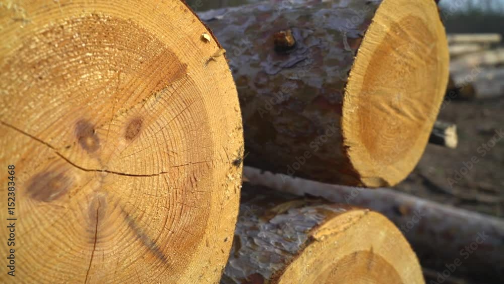 Poster logs fallen trees lie on the ground a smooth panorama 4k video