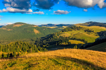 Fototapeta premium Conifer forest in classic Carpathian mountain valley Landscape