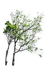 tree isolated on white background