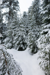 Snow-covered fir-trees in the forest