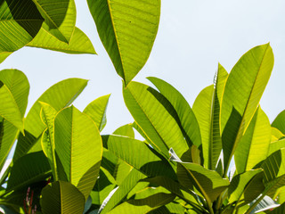 isolated green leaf on white background