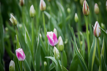 Rainy day at the Tulip festival in Ottawa, Canada. 2017