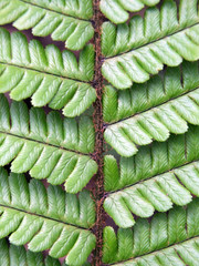 detail of a fern leaf in close up © philopenshaw