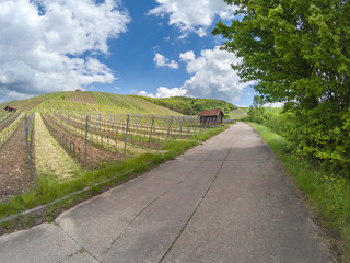 Fototapeta na wymiar View on German vineyard in a rural landscape