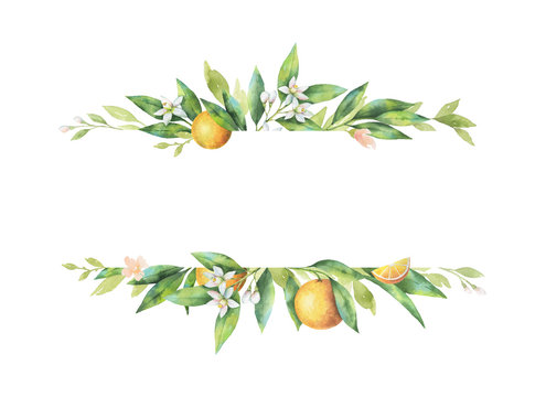 Watercolor banner fruit orange branch isolated on white background.